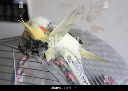 Nymphensittich - nymphicus hollandicus reinigt Federn close-up Stockfoto