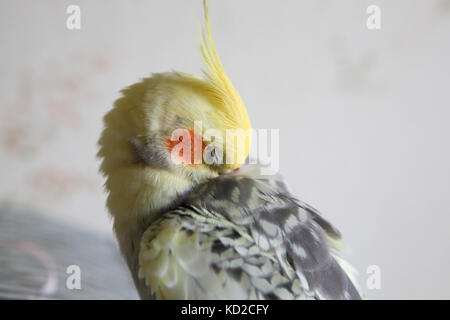 Nymphensittich - nymphicus hollandicus reinigt Federn close-up Stockfoto