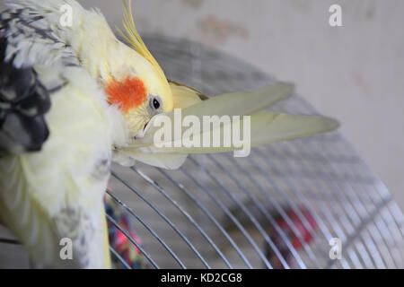 Nymphensittich - nymphicus hollandicus reinigt Federn close-up Stockfoto