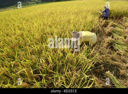 Rongjiang, chinesische Provinz Guizhou. Oktober 2017. Bauern ernten Reis in der Stadt Zhongcheng im Kreis Rongjiang, südwestchinesische Provinz Guizhou, 8. Oktober 2017. Quelle: Shi Qingwei/Xinhua/Alamy Live News Stockfoto