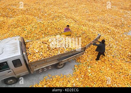 Linyi, Chinas Provinz Shandong. Oktober 2017. Bauern entladen Mais im Dorf Gouya der Stadt Dazhuang im Kreis Yinan, ostchinesische Provinz Shandong, 8. Oktober 2017. Quelle: Xu Zhongting/Xinhua/Alamy Live News Stockfoto