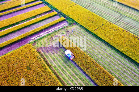 Linyi, Chinas Provinz Shandong. Oktober 2017. Bauern arbeiten auf den Feldern im Dorf Yudong im County Tancheng in Linyi, ostchinesischer Provinz Shandong, 9. Oktober 2017. Quelle: Fang Dehua/Xinhua/Alamy Live News Stockfoto