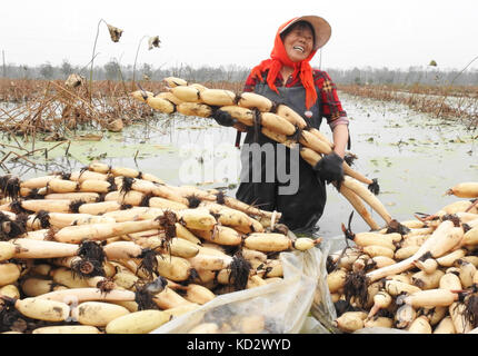 Lanzhou, China Jiangsu Provinz. 10 Okt, 2017. Ein Bauer ernten Lotus wurzeln in Lanzhou, der ostchinesischen Provinz Jiangsu, Oct. 10, 2017 Credit: Geng yuhe/Xinhua/alamy leben Nachrichten Stockfoto