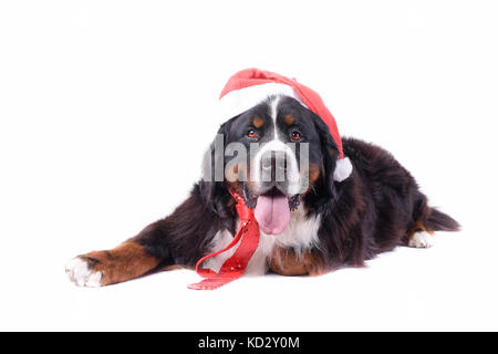 Berner Sennenhund vor weißem Hintergrund studio Stockfoto