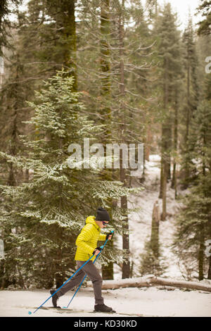 Junger Mann Nordic Skiing in Wald Schnee, Sequoia National Park, Kalifornien, USA Stockfoto