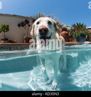 Portrait von Hund im Außenpool, Laguna Beach, Kalifornien, USA Stockfoto