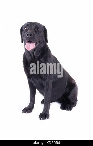 Labrador Retriever vor weißem Hintergrund studio isoliert Stockfoto