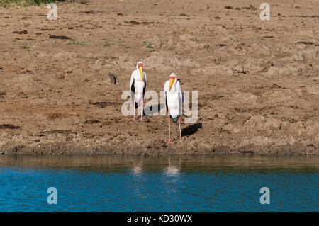 Yellow-billed Stork (mycteria Ibis), Lualenyi Game Reserve, Tsavo, Kenia Stockfoto