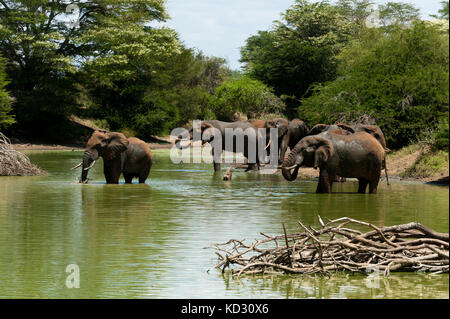 Elefanten (Loxodonta africana) trinken, Lualenyi Game Reserve, Tsavo, Kenia Stockfoto