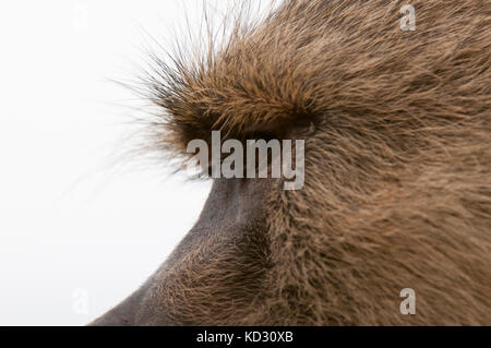 Yellow baboon (Papio hamadryas cynocephalus), Lualenyi Game Reserve, Tsavo, Kenia Stockfoto