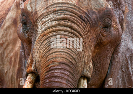 Elefanten (Loxodonta africana), den Tsavo Ost Nationalpark, Kenia Stockfoto