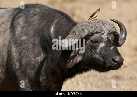 Kaffernbüffel (Syncerus Caffer), Masai Mara, Kenia Stockfoto