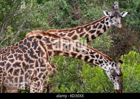 Masai-Giraffe (Giraffa Plancius), Masai Mara, Kenia Stockfoto