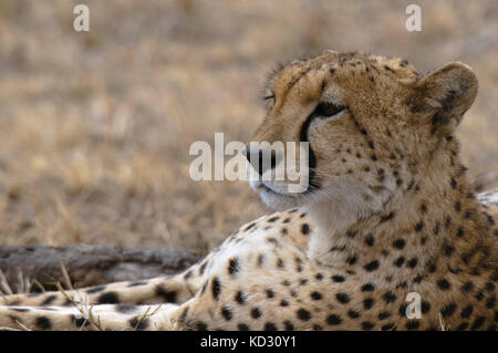 Gepard (Acinonyx Jubatus), Masai Mara, Kenia Stockfoto