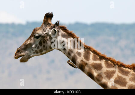 Masai-Giraffe (Giraffa Plancius), Masai Mara, Kenia Stockfoto