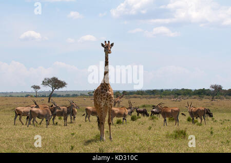 Masai Giraffe (Giraffa Camelopardalis) und Gazellen, Masai Mara, Kenia Stockfoto