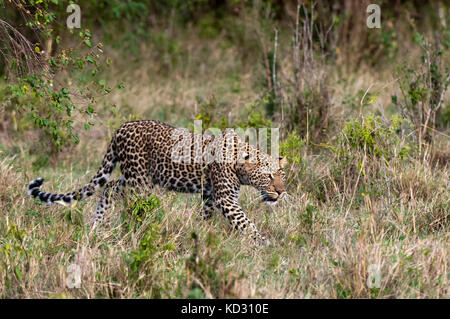 Leopard (Panthera Pardus), Masai Mara, Kenia Stockfoto