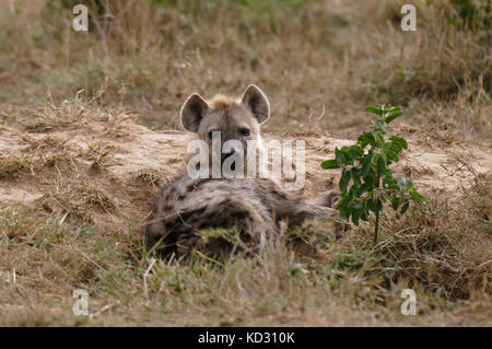 Entdeckt von Hyänen (Crocuta Crocuta), Masai Mara, Kenia Stockfoto