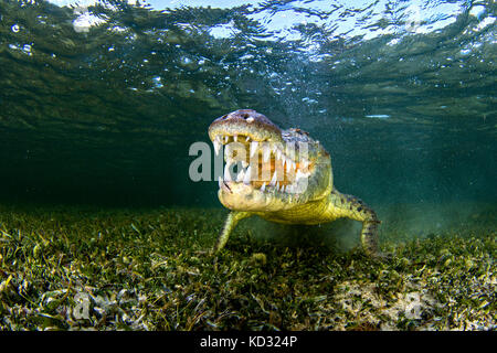 Unterwasser Porträt der amerikanischen Salzwasser Krokodil am Meeresboden, Xcalak, Quintana Roo, Mexiko Stockfoto