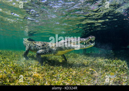 Unterwasseransicht des amerikanischen Salzwasser Krokodil am Meeresboden, Xcalak, Quintana Roo, Mexiko Stockfoto
