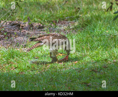Red shouldered Hawk frisst ein gefangenes Eichhörnchen in einem grasbewachsenen Gebiet im Norden von Zentral-Florida. Stockfoto