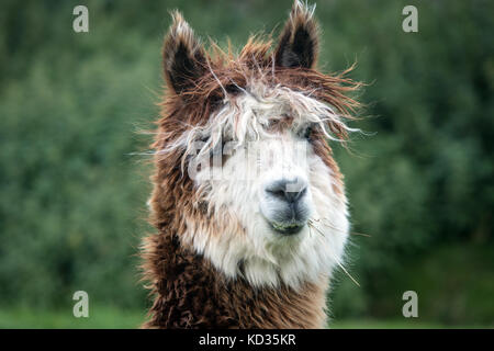 Ein Alpaka auf einem englischen Farm Stockfoto