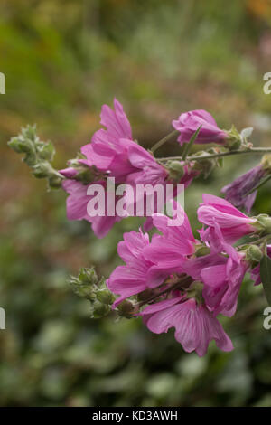 Nahaufnahme der malva moschata Blume auf einem Garten. Stockfoto