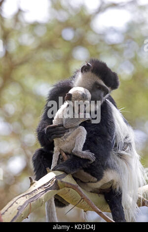 Nach schwarzen und weißen Colobus Monkey colobus guereza mit jungen Baby in Akazie elsamere naivasha Kenia sitzen Stockfoto