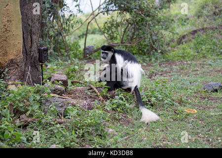 Nach weiblichen schwarzen und weißen Colobus Monkey colobus guereza mit Baby an der Trail Kamera elsamere naivasha Kenia suchen Stockfoto