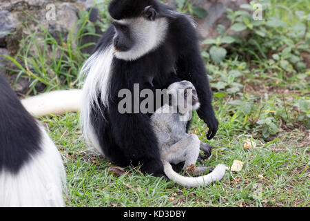 Nach weiblichen schwarzen und weißen Colobus Monkey colobus guereza mit jungen Baby auf Rasen elsamere naivasha Kenia sitzen Stockfoto