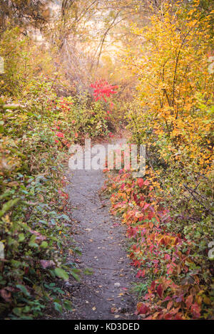 Weg durch den Wald mit bunten Blätter im Herbst Stockfoto