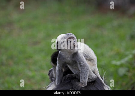 Weiß baby schwarzen und weißen Colobus Monkey colobus guereza exloring elsamere naivasha Kenia Stockfoto