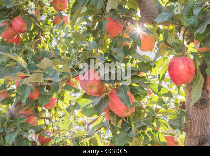 Rote Äpfel und Goldener Herbst Sonnenschein im Orchard Stockfoto