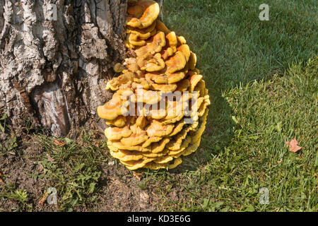 Huhn auf den Wald Pilze Pilze an der Unterseite eines toten Walnussbaum wächst Stockfoto