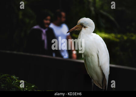 Die silberreiher (Ardea alba). weißen Vogel posieren für Bild auf einem dunklen Hintergrund Stockfoto