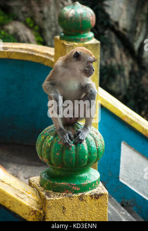 Monkey macaque am Eingang sitzt in Malaysia Batu Höhlen Stockfoto