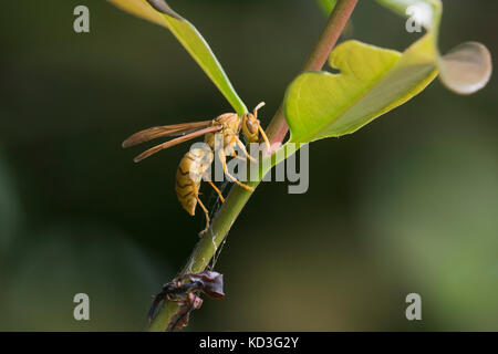 Gelb (gemeinsame Papier Wespe feldwespe Olivaceus), Praslin, Seychellen Stockfoto