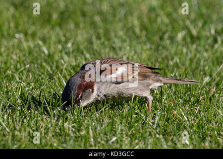 Spatz sitzt auf einer Wiese Stockfoto