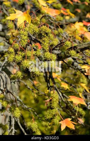 American sweetgum (Liquidambar styraciflua) mit kugelförmigen Früchte im Herbst, Nordrhein - Westfalen, Deutschland Stockfoto