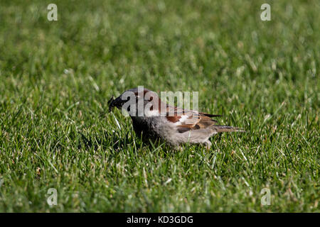 Spatz sitzt auf einer Wiese Stockfoto