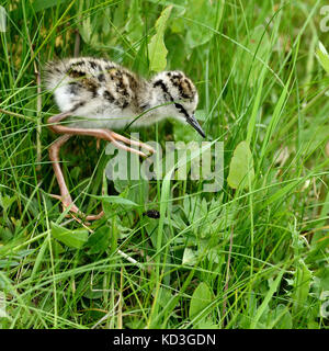 Gemeinsame Rotschenkel (Tringa totanus), Chick läuft in Gras, Texel, Westfriesische Inseln, Nord Holland, Niederlande Stockfoto