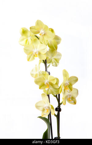 Schöne gelbe Orchidee auf weißem Hintergrund. Stockfoto