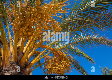 Eine Nahaufnahme der gelben Frucht, wächst auf der Palme. Stockfoto