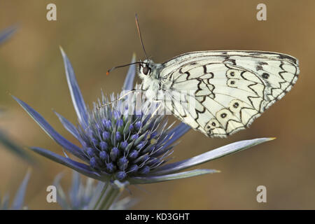 Schachbrettfalter (Melanargia galathea) Stockfoto