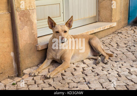 Ein Hund auf der Straße in der Stadt Silves, Portugal. Stockfoto