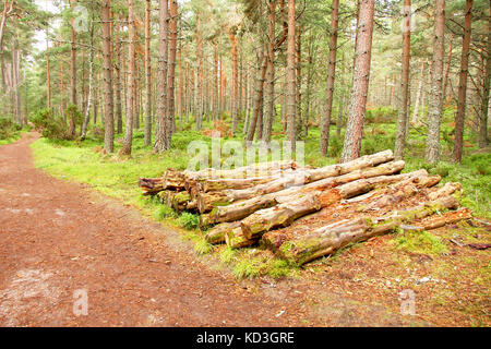 Stapel Holz in einem schottischen Wald Stockfoto