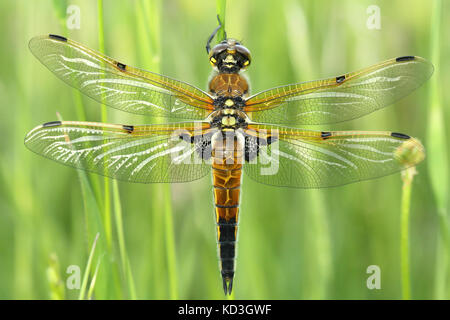 Vier - spotted Chaser (Libellula quadrimaculata) Stockfoto