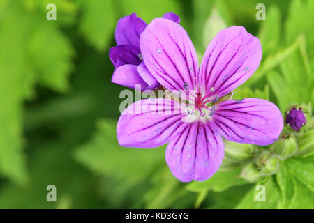 Cranesbill (Geranium sp) Stockfoto