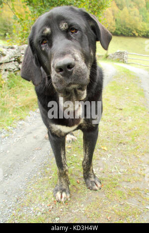 Spanische mastiff Stockfoto