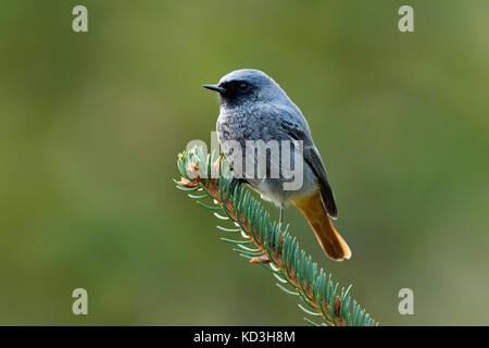 Junge Schwarze redstart (Phoenicurus ochruros), männlich sitzen auf Tanne Zweig, Zug, Schweiz Stockfoto